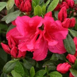 Bloom-A-Thon® Red Reblooming Azalea -Florist Shop azalea bloom a thon red 3 P 7a692c2a 10e4 42fd baf7 7af3cfd75363 sw