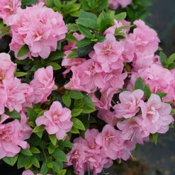 Perfecto Mundo® Double Pink Reblooming Azalea 11 Perfecto Mundo® Double Pink Reblooming Azalea -Florist Shop azalea perfecto mundo double pink 3 P