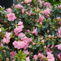 Perfecto Mundo® Double Pink Reblooming Azalea 12 Perfecto Mundo® Double Pink Reblooming Azalea -Florist Shop azalea perfecto mundo double pink 4 P