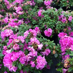 Perfecto Mundo® Double Purple Reblooming Azalea 10 Perfecto Mundo® Double Purple Reblooming Azalea -Florist Shop azalea perfecto mundo double purple 1 P