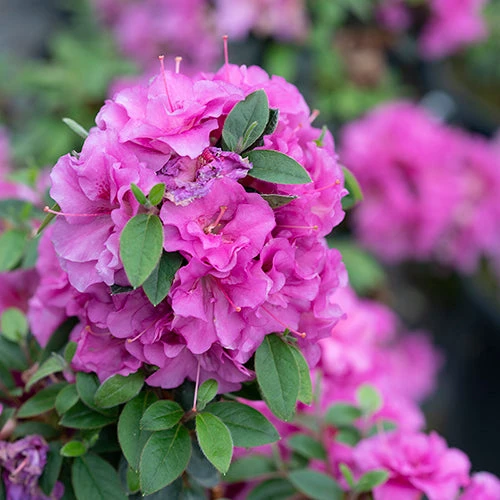 Perfecto Mundo® Double Purple Reblooming Azalea 5 Perfecto Mundo® Double Purple Reblooming Azalea - Image 5