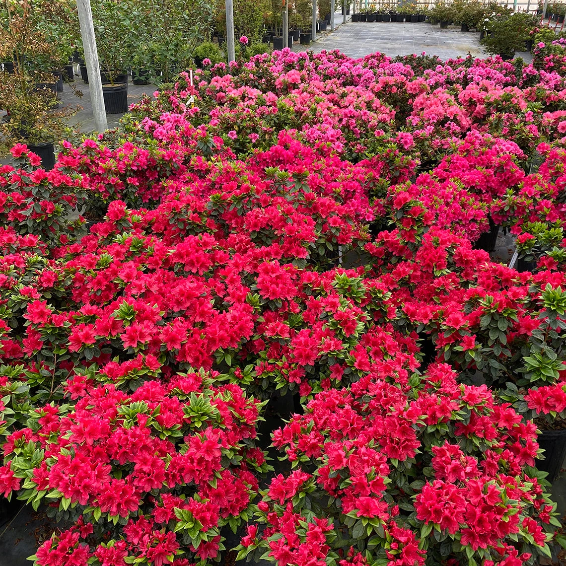 Perfecto Mundo® Red Reblooming Azalea 2 Perfecto Mundo® Red Reblooming Azalea - Image 2
