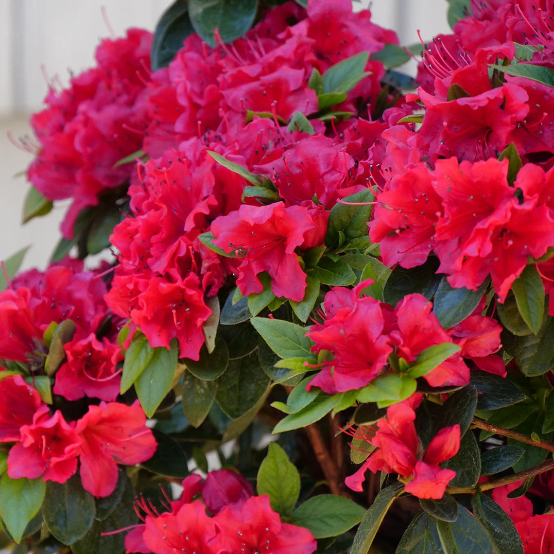 Perfecto Mundo® Red Reblooming Azalea 5 Perfecto Mundo® Red Reblooming Azalea - Image 5