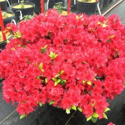 Perfecto Mundo® Red Reblooming Azalea 9 Perfecto Mundo® Red Reblooming Azalea -Florist Shop azalea perfecto mundo red 3