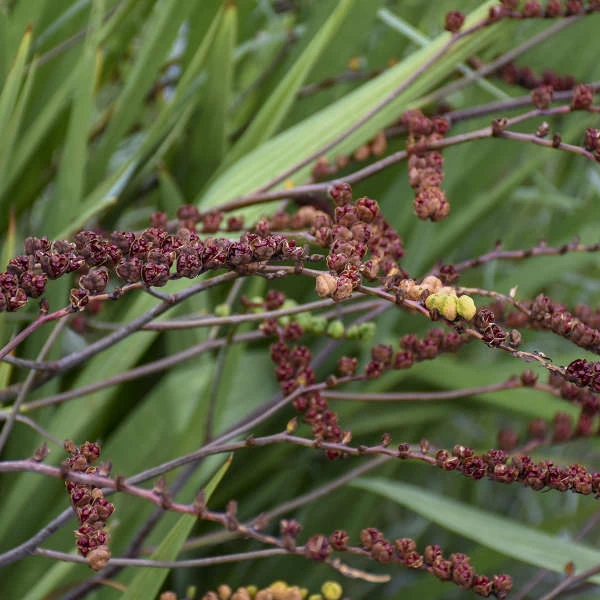 'Lucifer' Montbretia 6 'Lucifer' Montbretia - Image 6