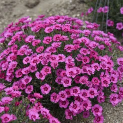 'Paint The Town Fancy' Dianthus 7 'Paint The Town Fancy' Dianthus -Florist Shop b1150cc6e8b059233027611e8adf4cc3