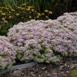 Rock 'N Round™ 'Pure Joy' Stonecrop 9 Rock 'N Round™ 'Pure Joy' Stonecrop -Florist Shop b5bcd667164be833e564ec669ea9f3be