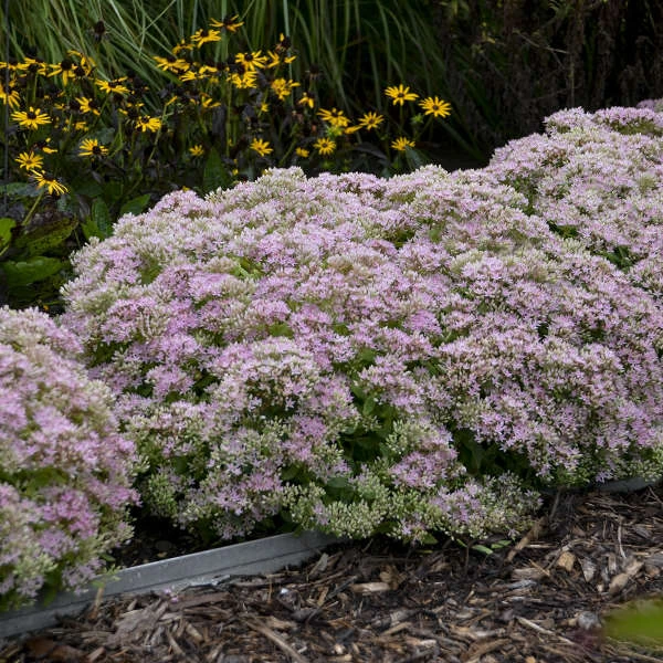 Rock 'N Round™ 'Pure Joy' Stonecrop 4 Rock 'N Round™ 'Pure Joy' Stonecrop - Image 4