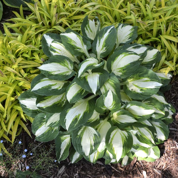 'Vulcan' Hosta 4 'Vulcan' Hosta - Image 4