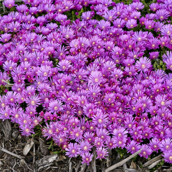 Kaleidoscope™ 'Orchid Flash' Ice Plant 2 Kaleidoscope™ 'Orchid Flash' Ice Plant - Image 2