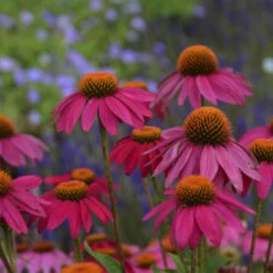 PowWow® Wild Berry Coneflower -Florist Shop b99ddca663cd1a150144778b6146cfd9