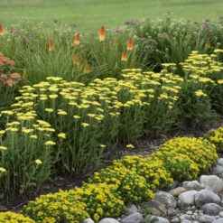 'Firefly Sunshine' Yarrow -Florist Shop bc41150f70906a678e5addf4b28d43bc