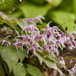 'Pretty In Pink' Barrenwort -Florist Shop bd87b077e5011e0bc3f3d3de9dccecdc