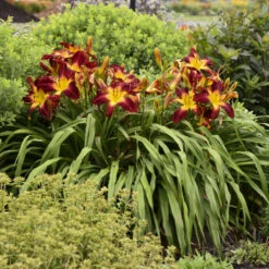 Rainbow Rhythm® 'Ruby Spider' Daylily -Florist Shop be1d5040b93ab3c3d17912438725ba88