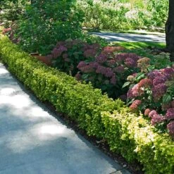 Sunjoy® Citrus Barberry -Florist Shop berberis sunjoy citrus barberry 4