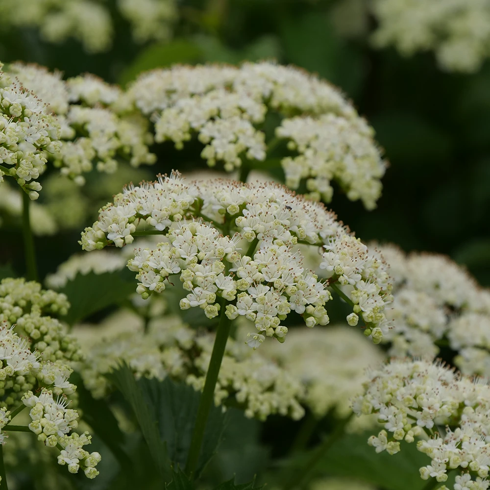 Blue Muffin® Arrowwood Viburnum 3 Blue Muffin® Arrowwood Viburnum - Image 3