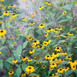Brown-Eyed Susan (Rudbeckia) 5 Brown-Eyed Susan (Rudbeckia) -Florist Shop brown eyed susan 3