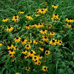 Brown-Eyed Susan (Rudbeckia) 2 Brown-Eyed Susan (Rudbeckia) - Image 2