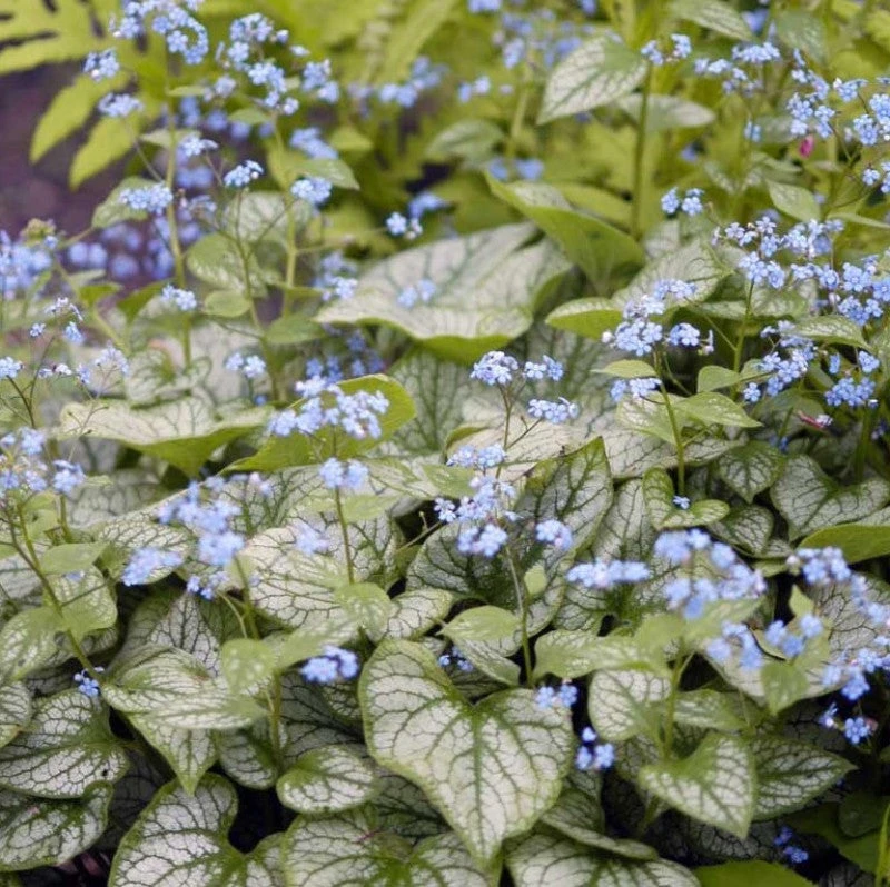 'Jack Frost' Siberian Bugloss 1 'Jack Frost' Siberian Bugloss