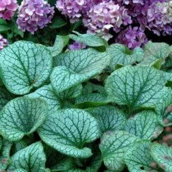 'Jack Frost' Siberian Bugloss 13 'Jack Frost' Siberian Bugloss -Florist Shop brunnera jack frost 6