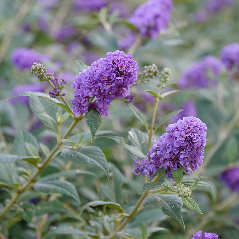 Lo & Behold® 'Blue Chip' Butterfly Bush 1 Lo & Behold® 'Blue Chip' Butterfly Bush