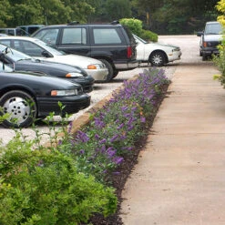 Lo & Behold® 'Blue Chip' Butterfly Bush 11 Lo & Behold® 'Blue Chip' Butterfly Bush -Florist Shop buddleia lo behold blue chip 2 P
