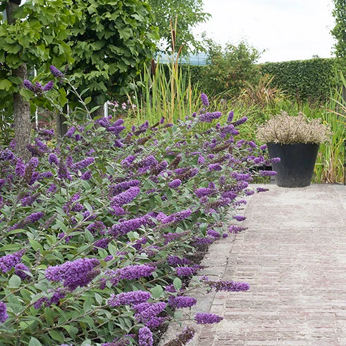 Lo & Behold® 'Blue Chip' Butterfly Bush 2 Lo & Behold® 'Blue Chip' Butterfly Bush - Image 2