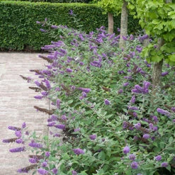 Lo & Behold® 'Blue Chip' Butterfly Bush 12 Lo & Behold® 'Blue Chip' Butterfly Bush -Florist Shop buddleia lo behold blue chip 6 P