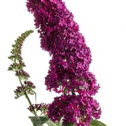 'Miss Molly' Butterfly Bush 10 'Miss Molly' Butterfly Bush -Florist Shop buddleia miss molly butterfly bush 2