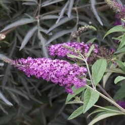 'Miss Ruby' Butterfly Bush 10 'Miss Ruby' Butterfly Bush -Florist Shop buddleia miss ruby 4 P