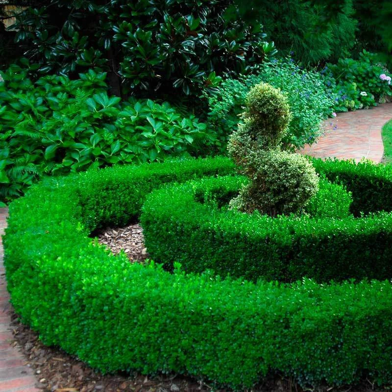 'Green Velvet' Boxwood 1 'Green Velvet' Boxwood