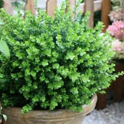 Sprinter® Boxwood -Florist Shop buxus sprinter boxwood 2
