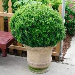 Sprinter® Boxwood -Florist Shop buxus sprinter boxwood 4