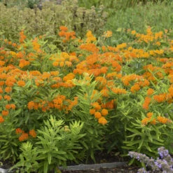 Orange Milkweed