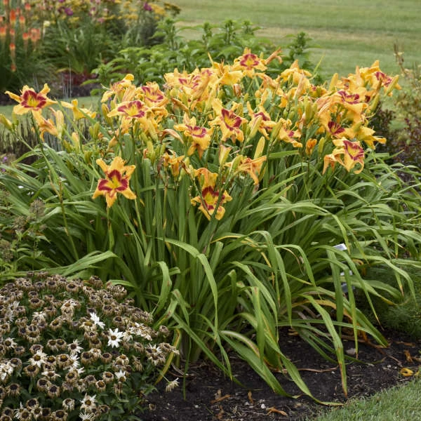 Rainbow Rhythm® 'Tiger Swirl' Daylily 4 Rainbow Rhythm® 'Tiger Swirl' Daylily - Image 4