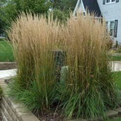 'Karl Foerster' Feather Reed Grass -Florist Shop calamagrostis karl foerster feather reed grass 3 sw