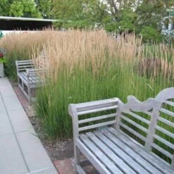 'Karl Foerster' Feather Reed Grass -Florist Shop calamagrostis karl foerster feather reed grass 6 sw