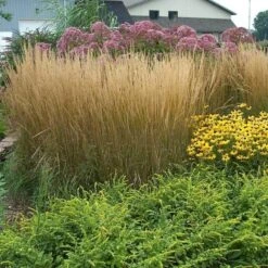 'Karl Foerster' Feather Reed Grass -Florist Shop calamagrostis karl foerster feather reed grass 8 sw