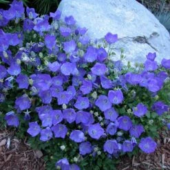'Rapido Blue' Bellflower 6 'Rapido Blue' Bellflower -Florist Shop campanula rapido blue 1