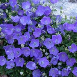 'Rapido Blue' Bellflower 7 'Rapido Blue' Bellflower -Florist Shop campanula rapido blue 2