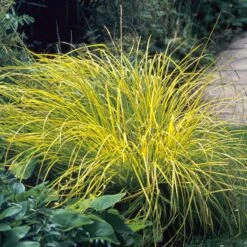Brighten A Shady Spot Collection -Florist Shop carex bowles golden 3 846f61fa 4e44 44a6 91d9 8307e52e0dfb