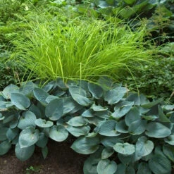 'Bowles Golden' Sedge -Florist Shop carex bowles golden 4