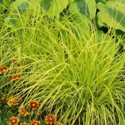 'Bowles Golden' Sedge -Florist Shop carex bowles golden 5