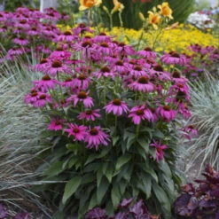 'Purple Emperor' Coneflower 5 'Purple Emperor' Coneflower -Florist Shop cceea3f0f81c56f7094f90475b0e60e8