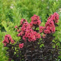 Center Stage® Coral Crapemyrtle -Florist Shop center stage coral crapemyrtle 3 sw