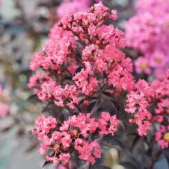 Center Stage® Coral Crapemyrtle -Florist Shop center stage coral crapemyrtle 4 sw