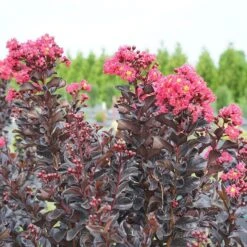 Center Stage® Pink Crapemyrtle -Florist Shop center stage pink crapemyrtle 3 sw
