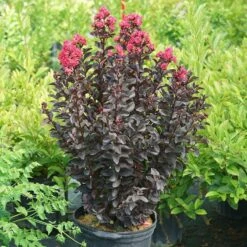 Center Stage® Pink Crapemyrtle -Florist Shop center stage pink crapemyrtle 5 sw