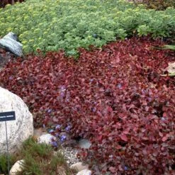 Hardy Plumbago 8 Hardy Plumbago -Florist Shop ceratostigma plumbaginoides plumbago 2 sw
