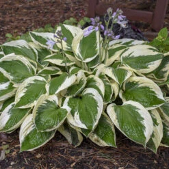 'Patriot' Hosta 8 'Patriot' Hosta -Florist Shop cfeeadbcfa09906c53303e308a61b5cf